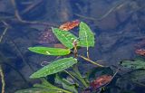 Persicaria amphibia