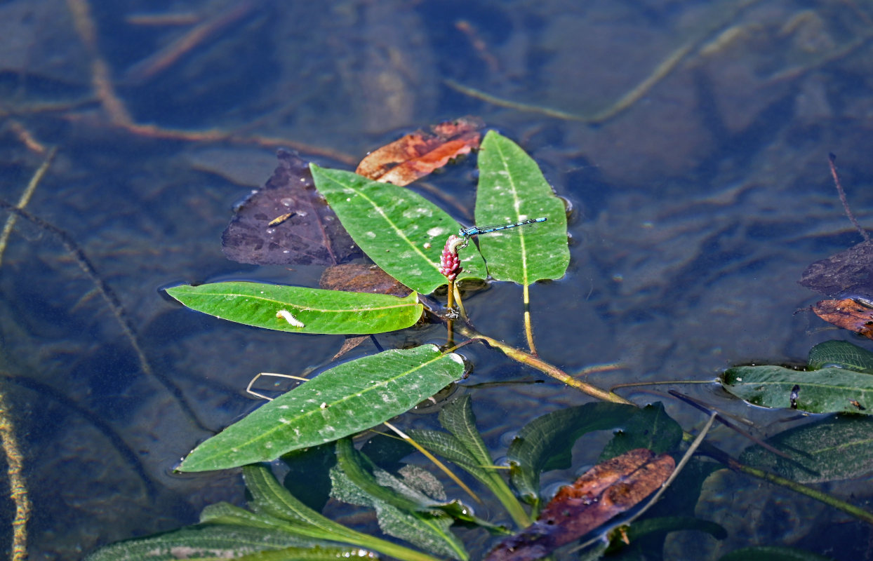 Image of Persicaria amphibia specimen.