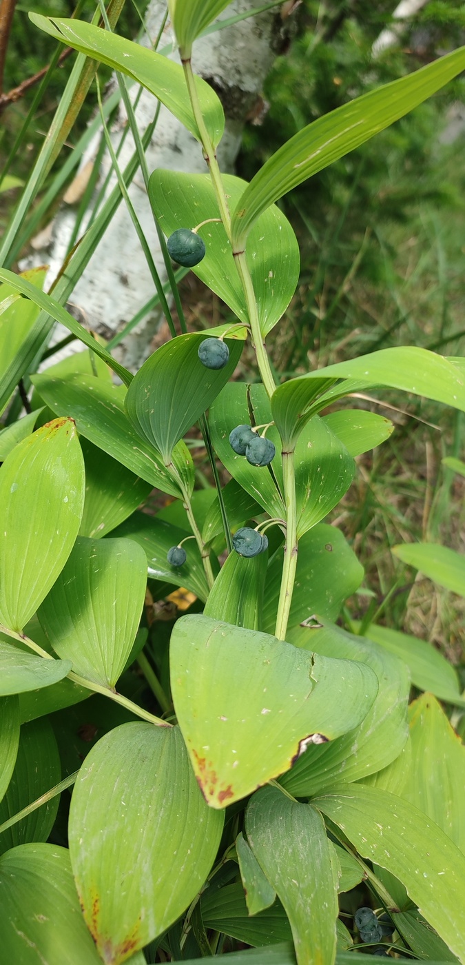 Изображение особи Polygonatum odoratum.