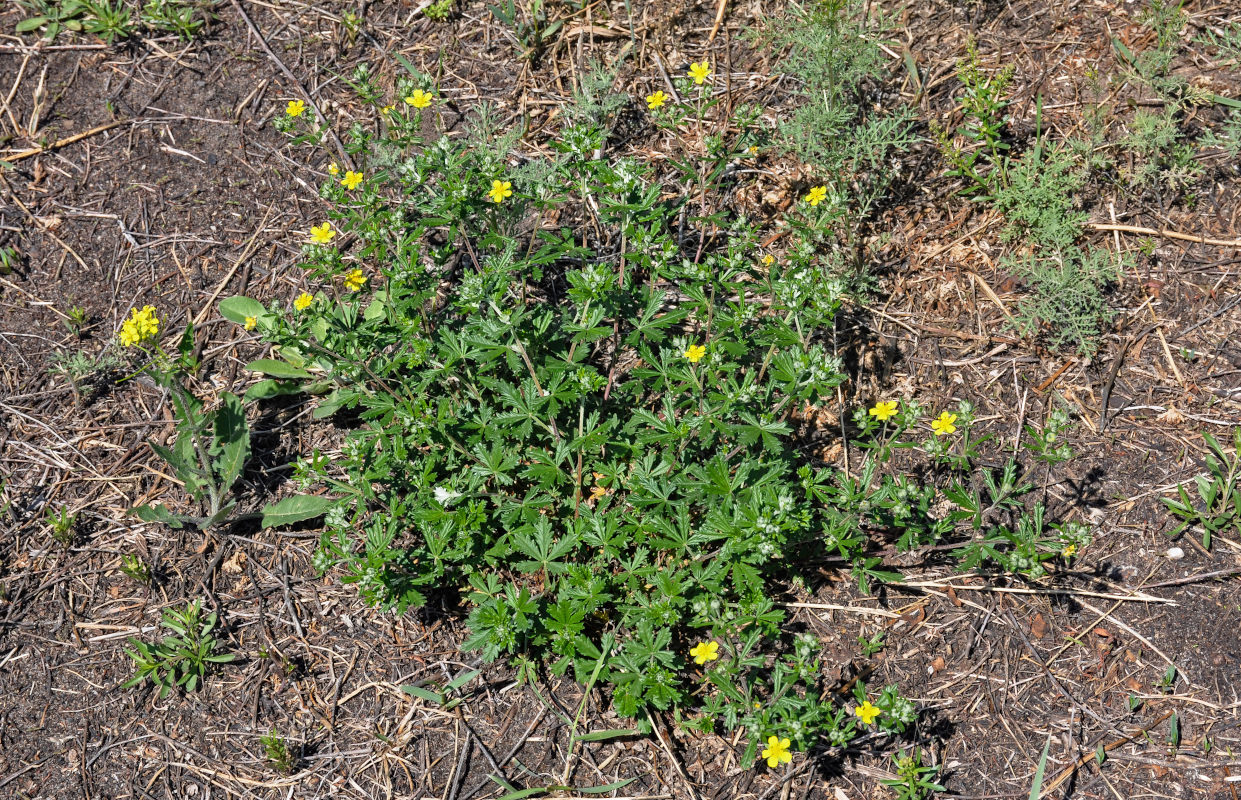 Изображение особи Potentilla argentea.