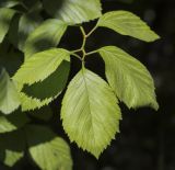 Crataegus variety rotundifolia