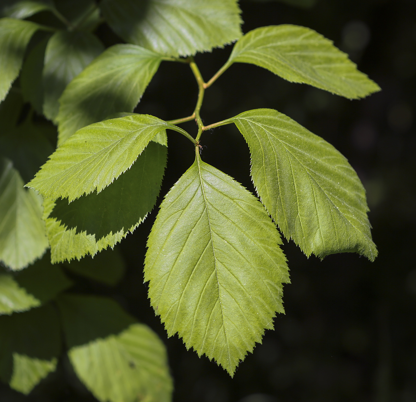 Image of Crataegus chrysocarpa var. rotundifolia specimen.