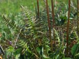 Pedicularis nasuta
