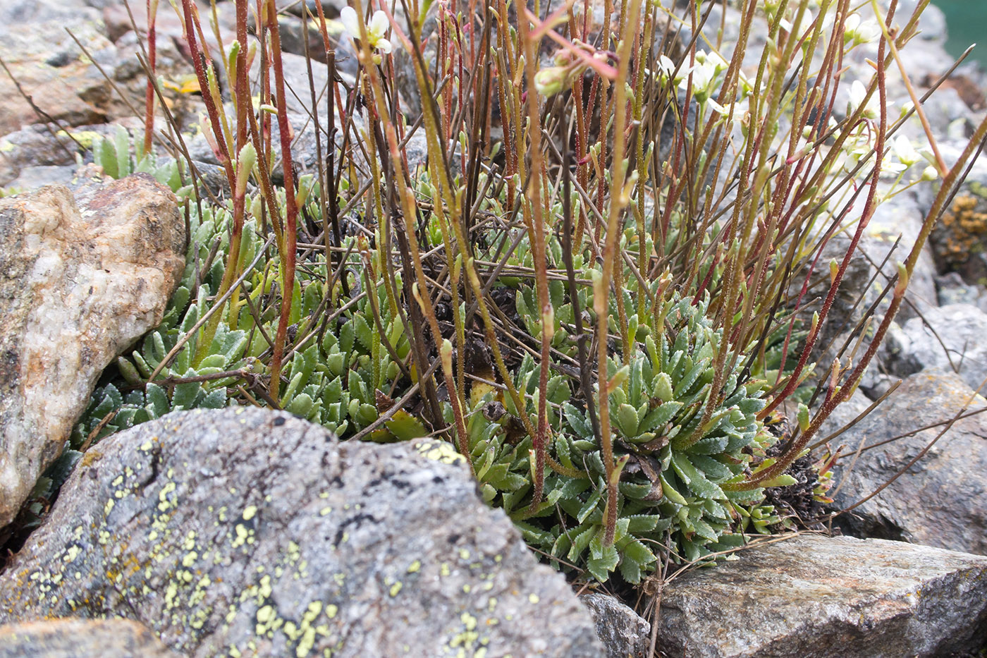 Изображение особи Saxifraga cartilaginea.