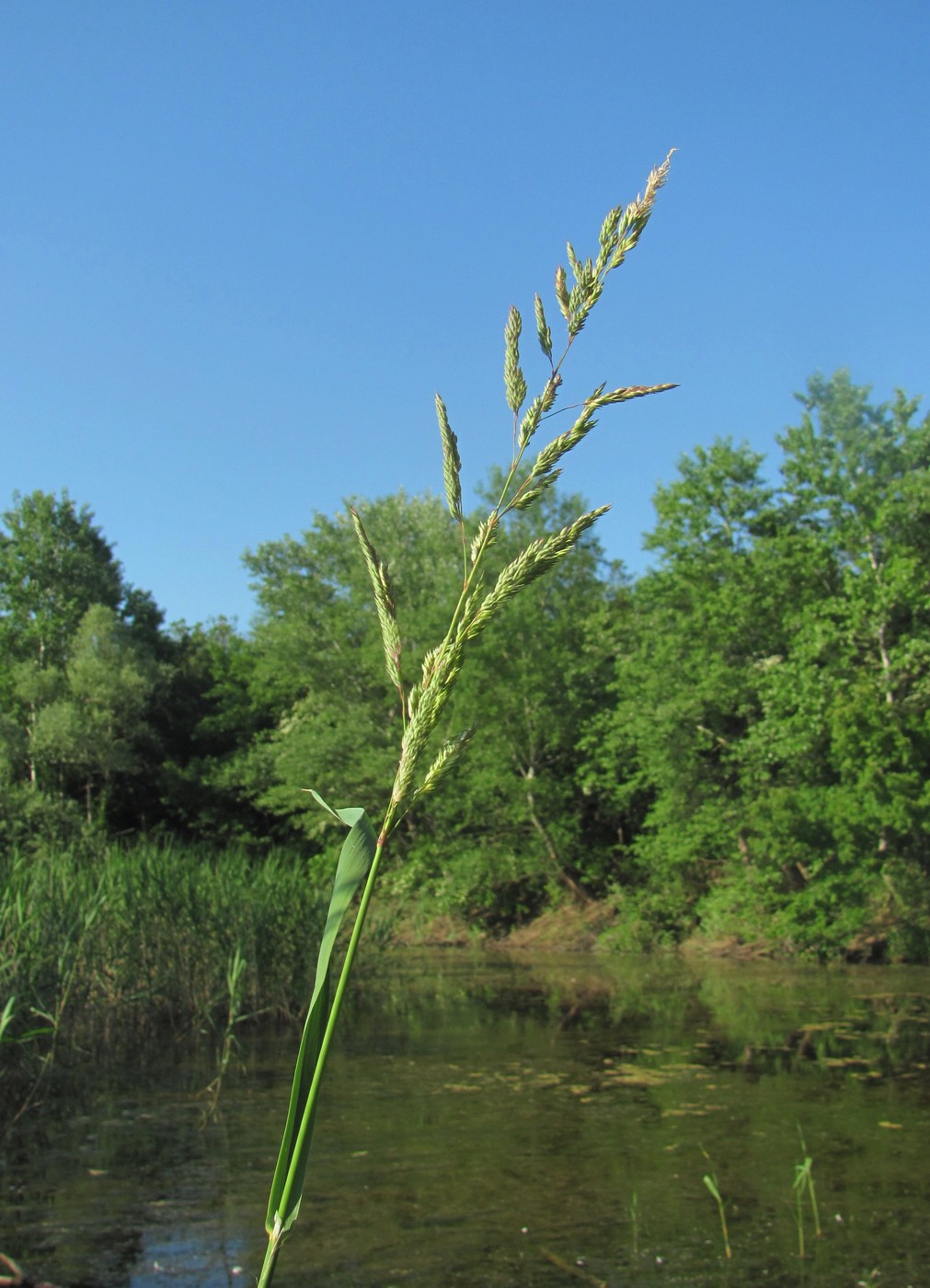 Изображение особи Phalaroides arundinacea.