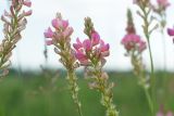 genus Onobrychis