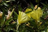 Oenothera macrocarpa. Цветки (вид сбоку) и бутон. Санкт-Петербург, Ботанический сад БИН РАН, альпийская горка. 25.07.2022.