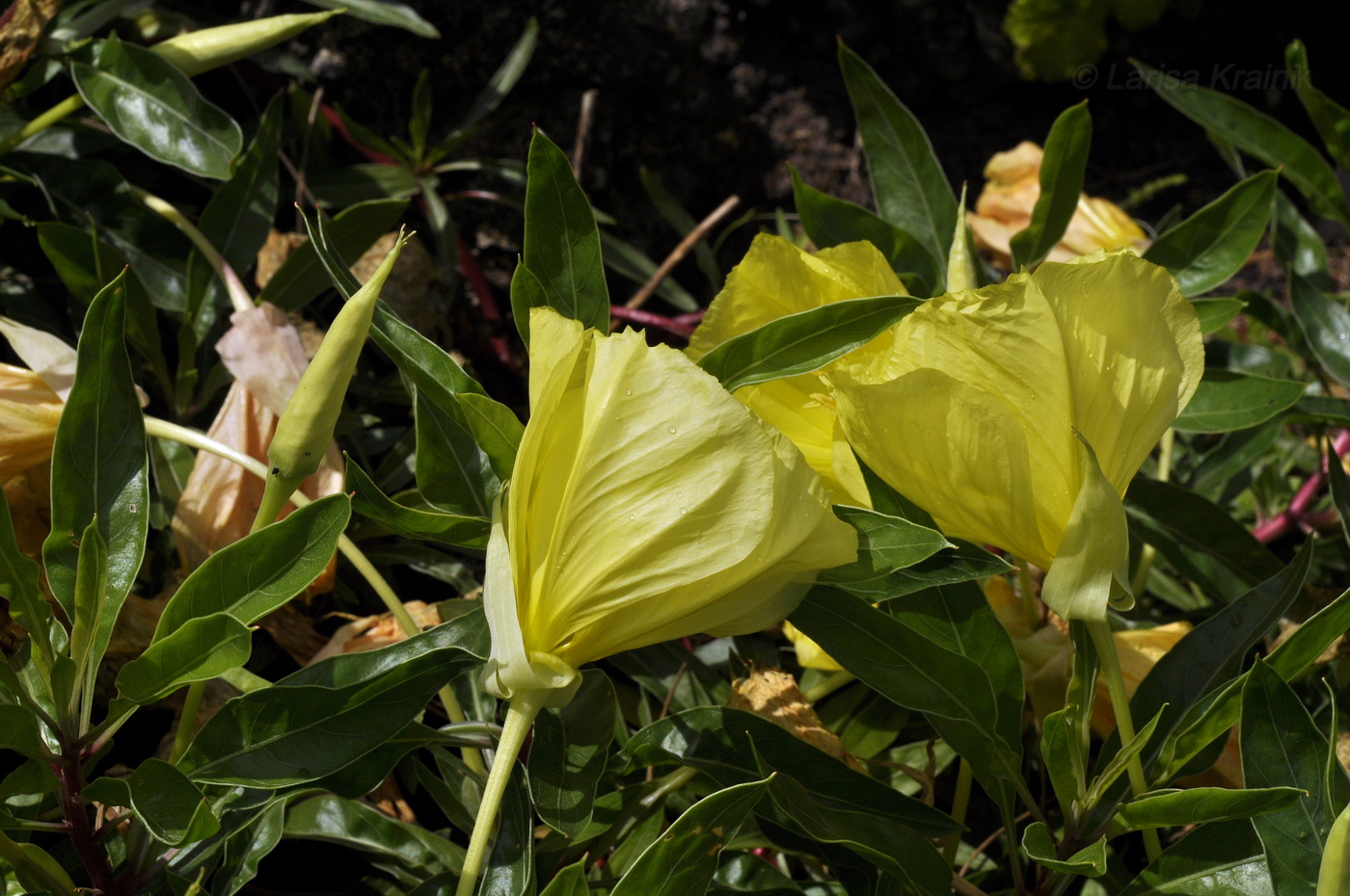 Изображение особи Oenothera macrocarpa.