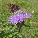 Centaurea abbreviata. Верхушка цветущего растения с кормящейся перламутровкой Ниобой (Argynnis niobe). Карачаево-Черкесия, Зеленчукский р-н, долина р. Аксаут, окр. аула Красный Карачай. 04.08.2007.