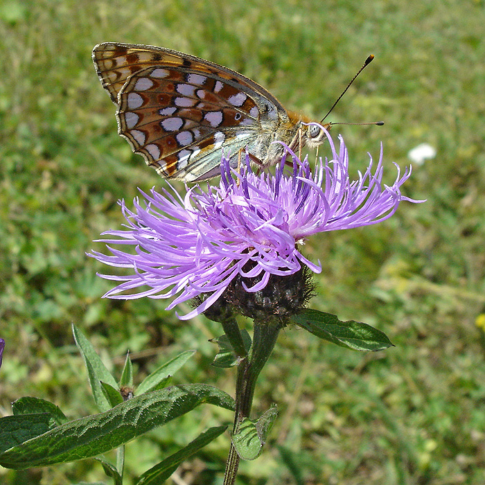 Image of Centaurea abbreviata specimen.