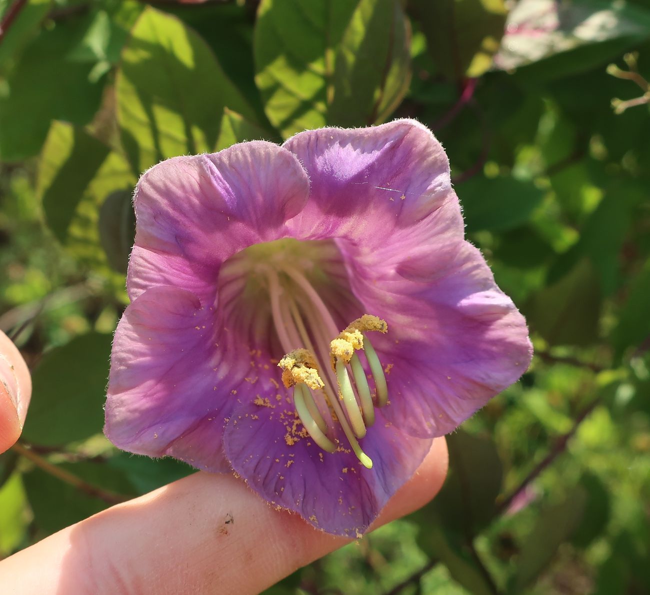 Изображение особи Cobaea scandens.