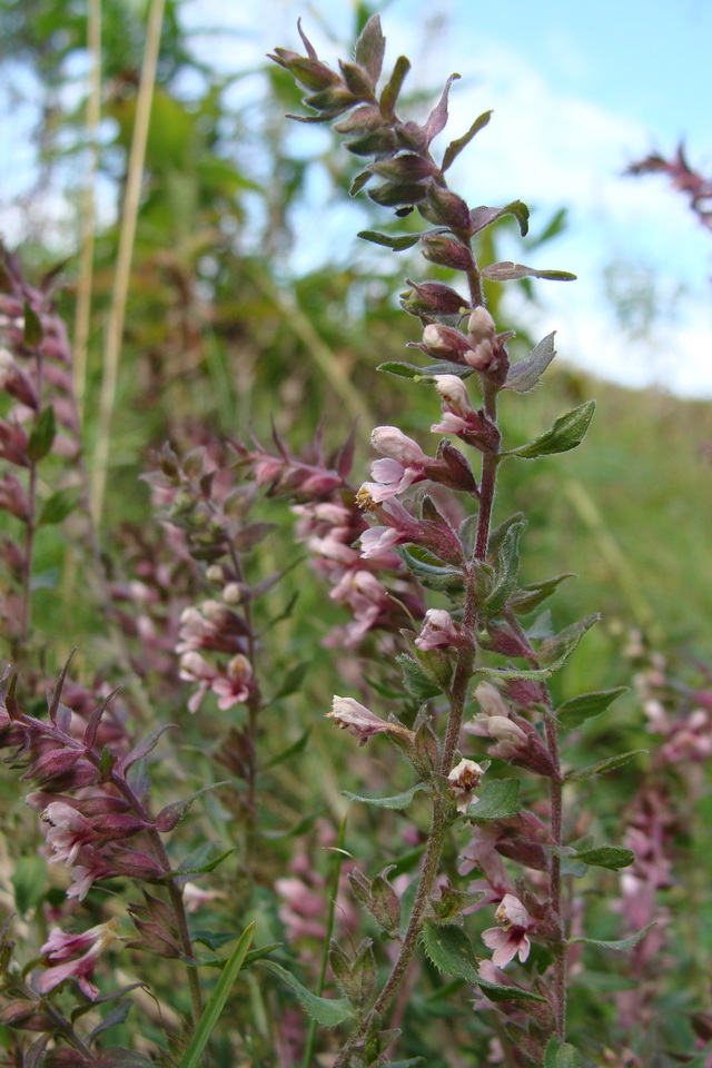 Изображение особи Odontites vulgaris.