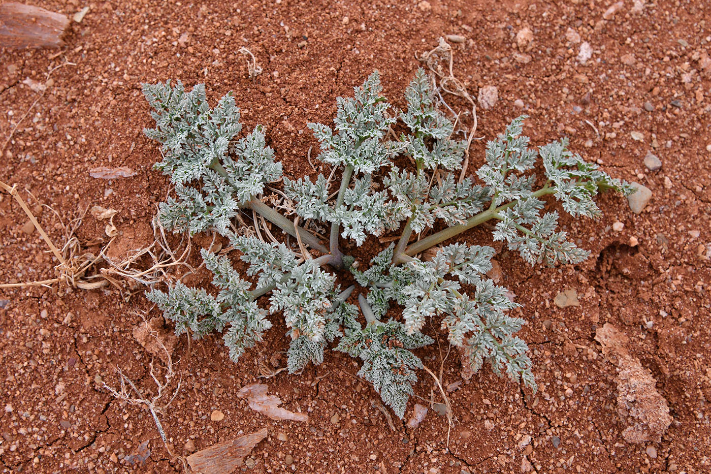 Изображение особи Ferula iliensis.