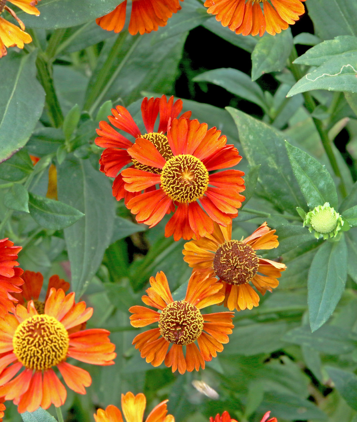 Изображение особи Helenium autumnale.