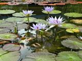 genus Nymphaea