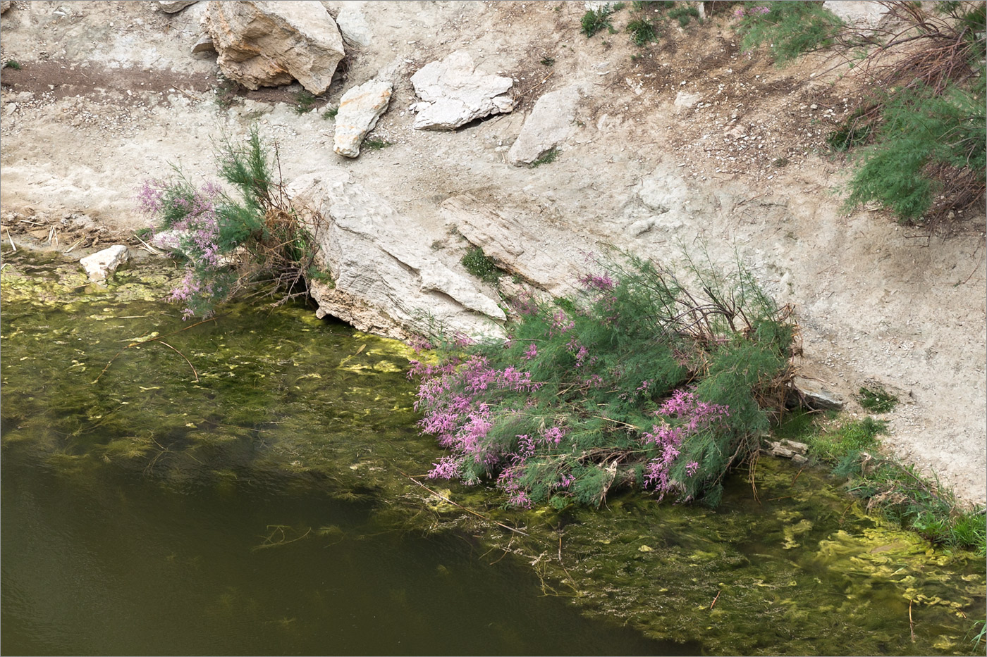 Image of Tamarix ramosissima specimen.