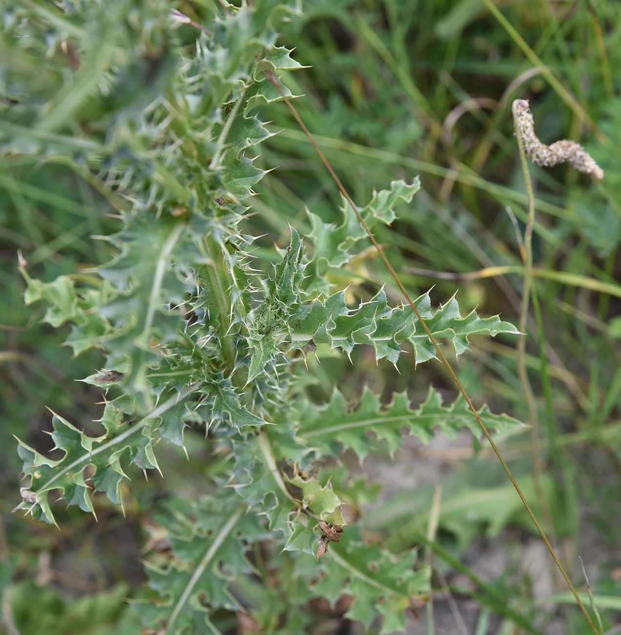 Image of Carduus thoermeri specimen.