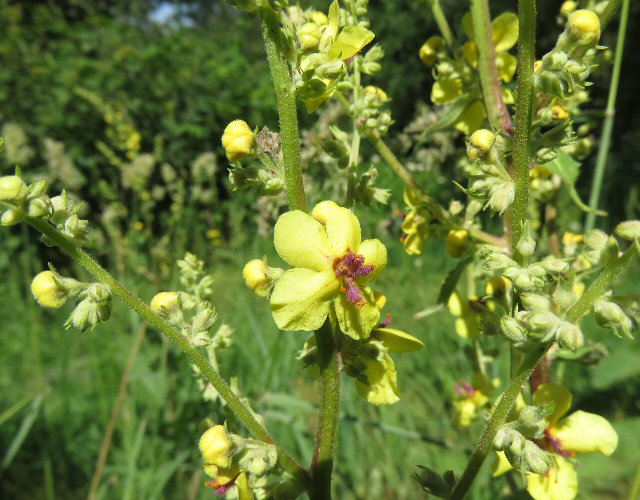 Изображение особи Verbascum nigrum ssp. abietinum.