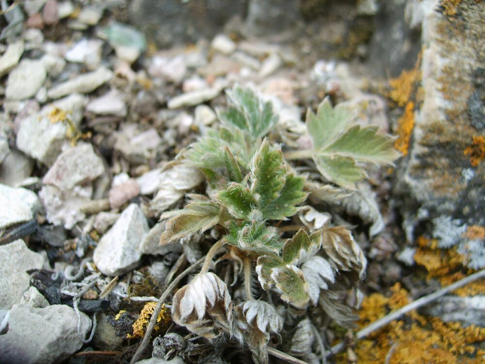 Image of Potentilla arenosa specimen.