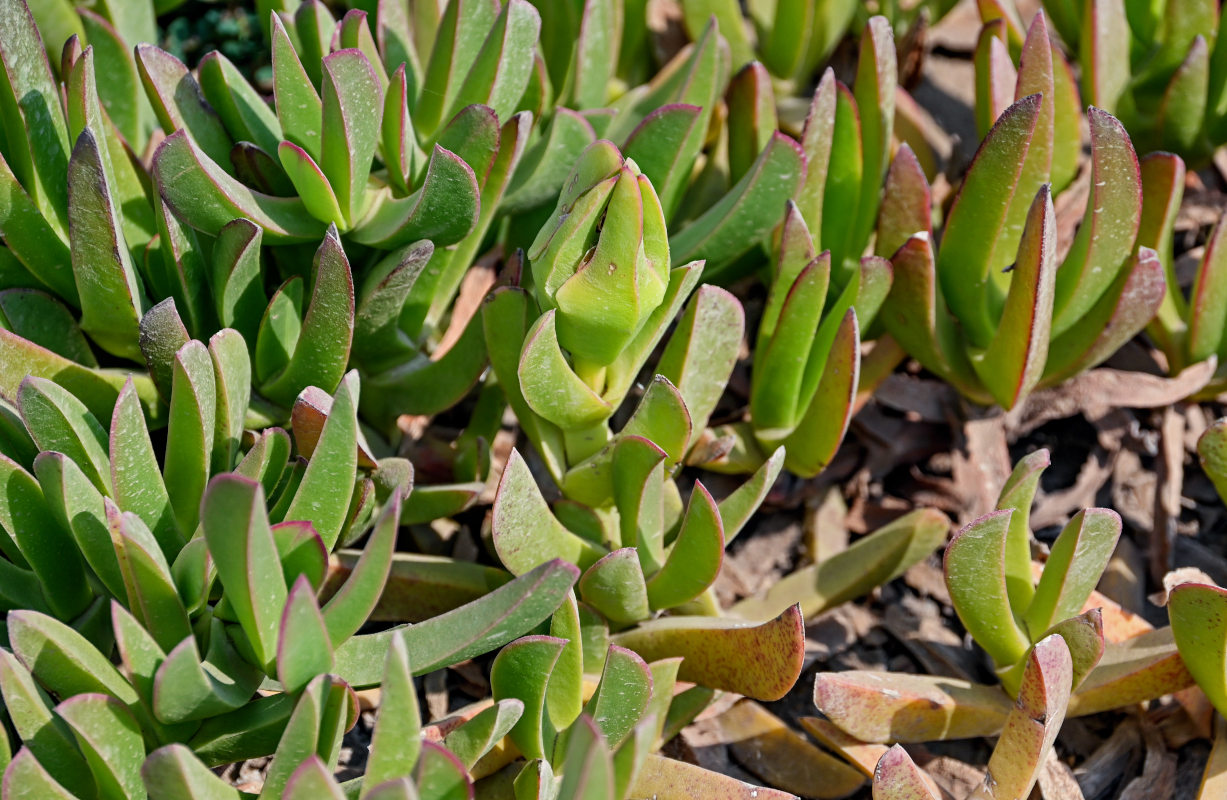 Image of Carpobrotus edulis specimen.