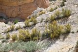 Ephedra intermedia