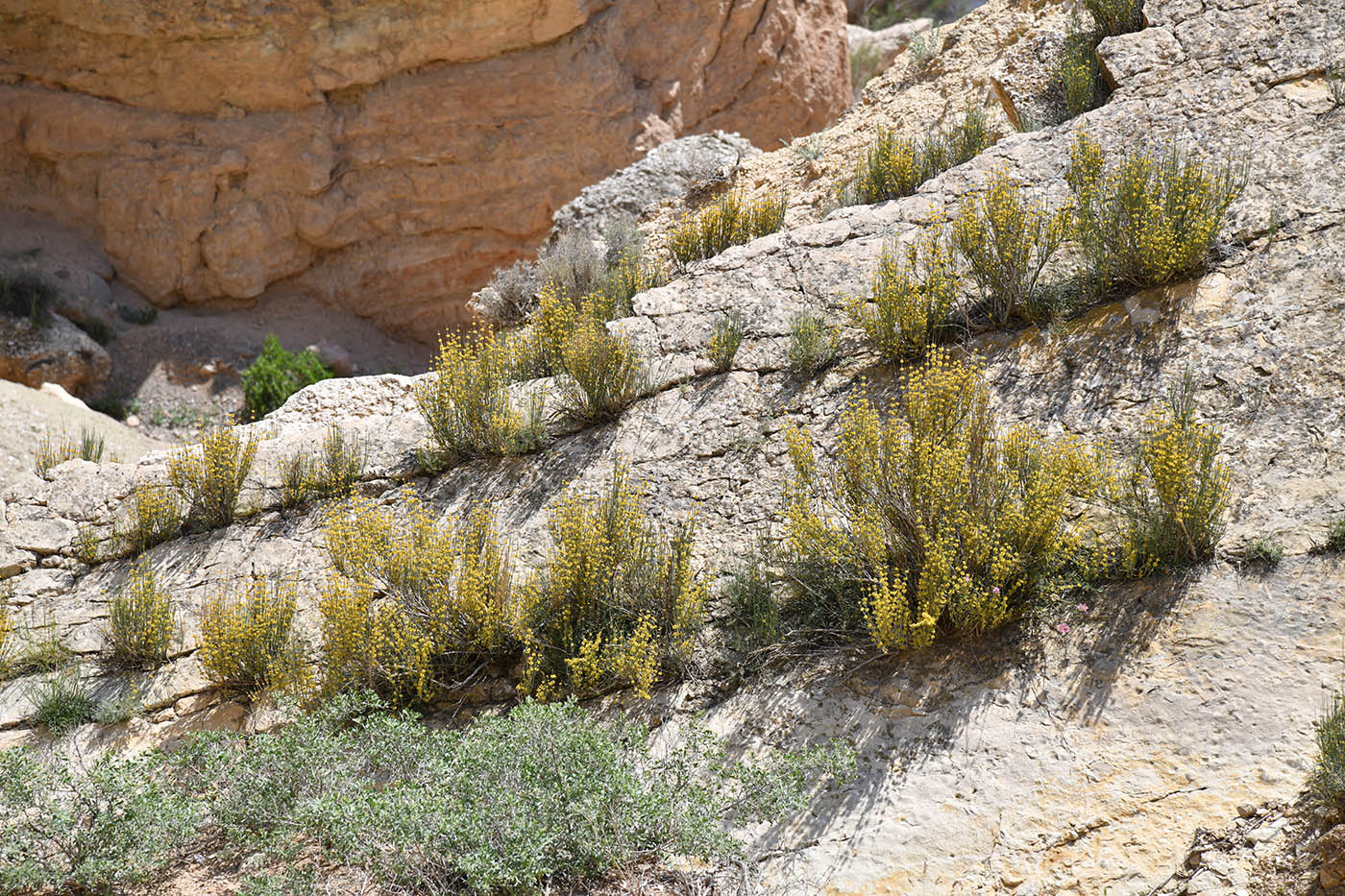 Image of Ephedra intermedia specimen.