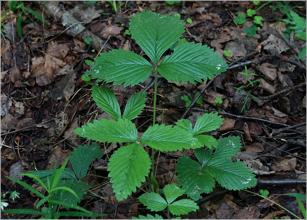 Image of Fragaria vesca specimen.