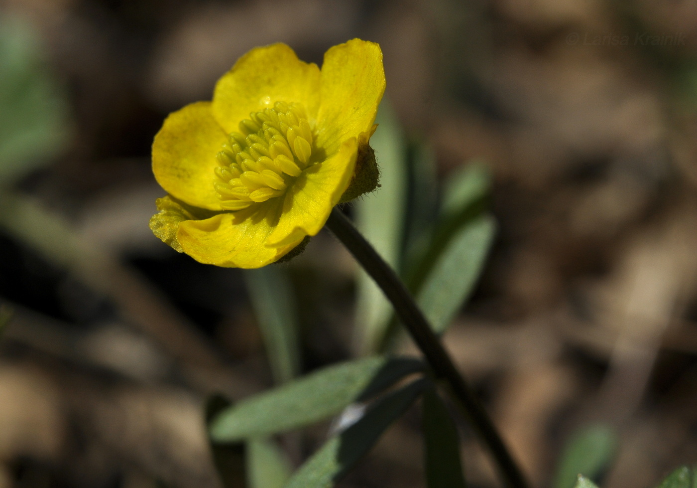 Image of Ranunculus franchetii specimen.