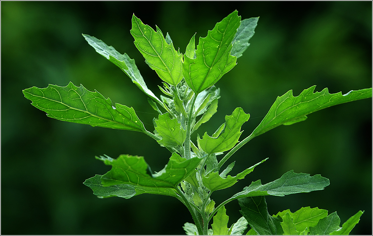 Image of Chenopodium album specimen.