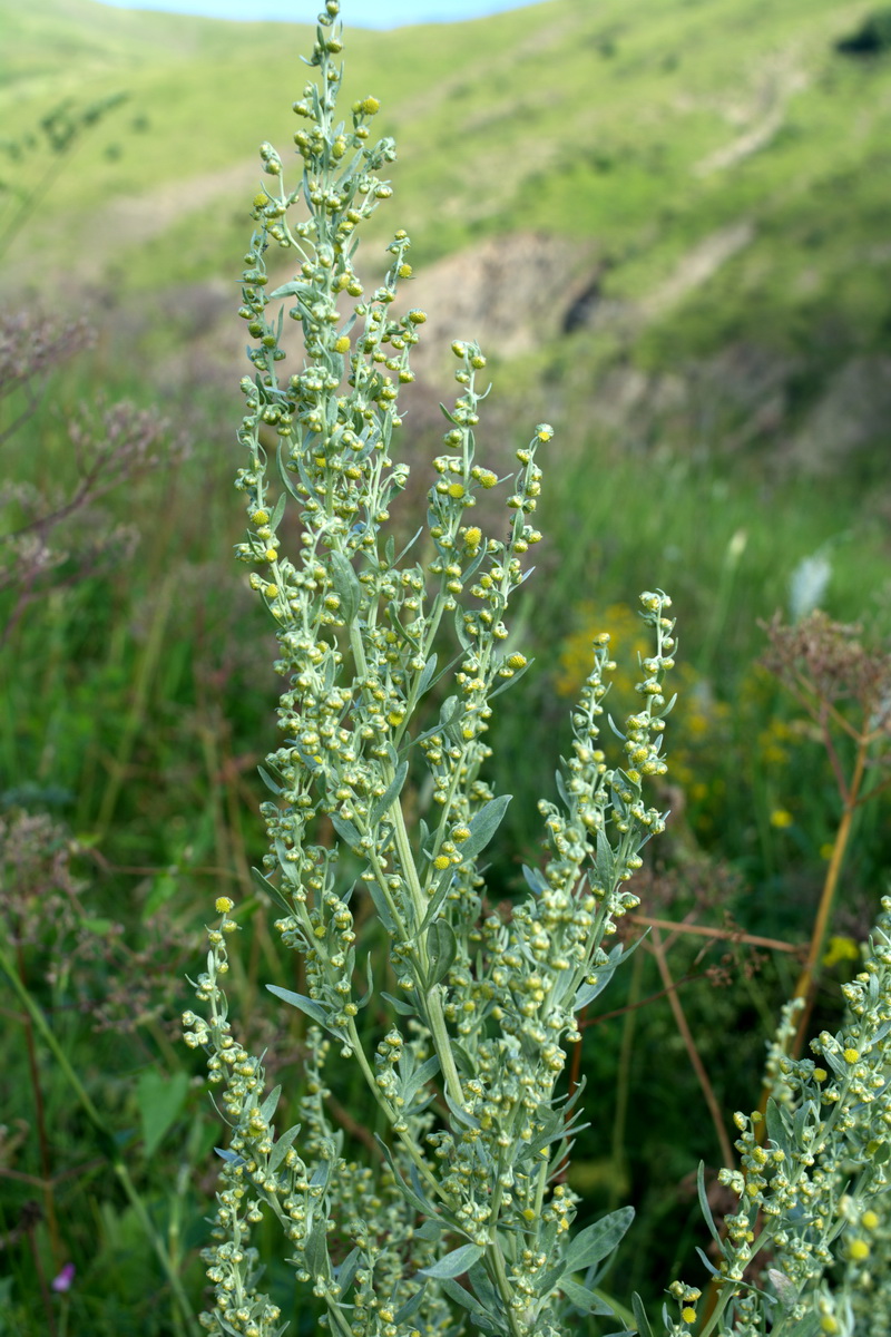 Image of Artemisia absinthium specimen.