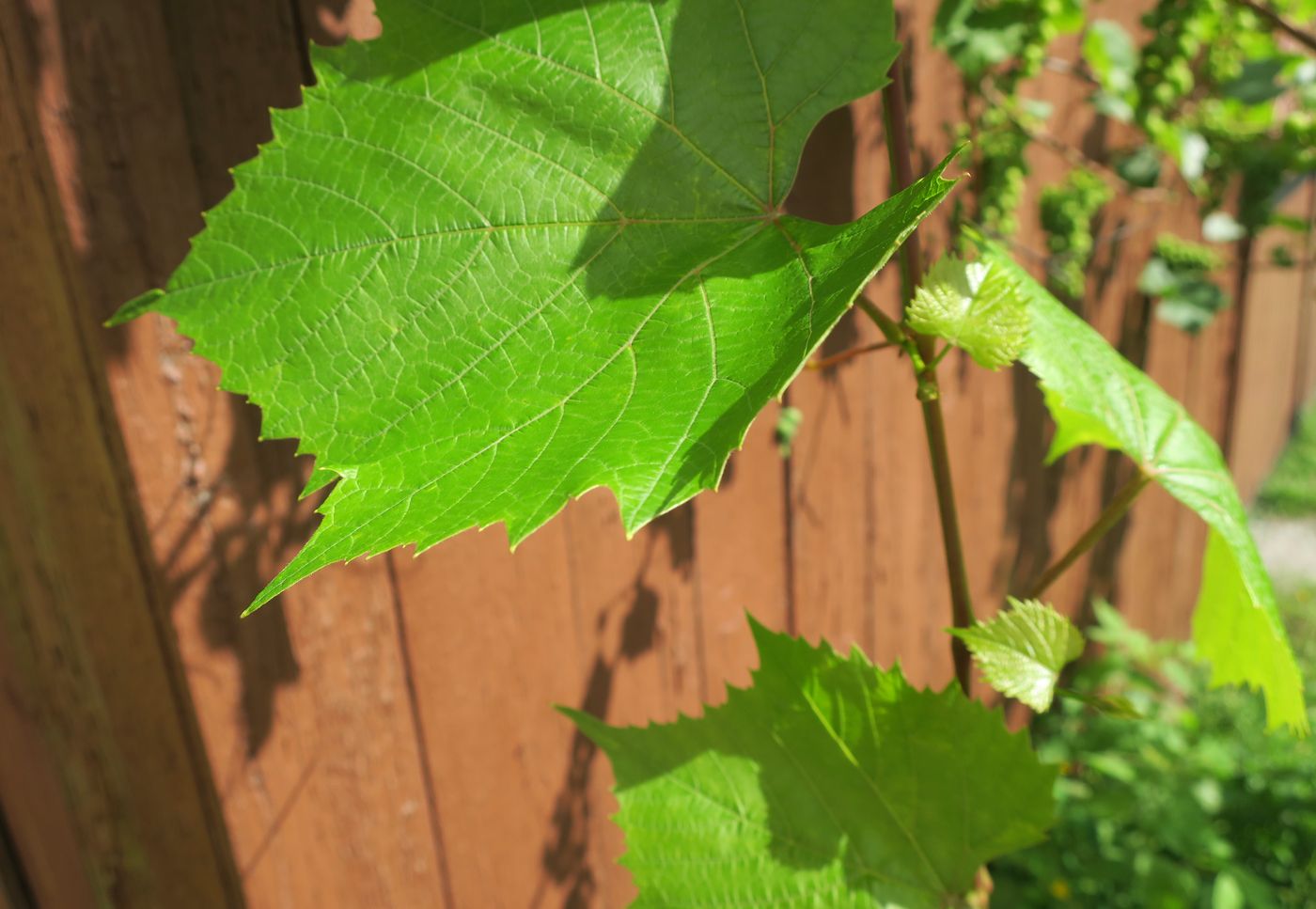 Image of Vitis vinifera specimen.