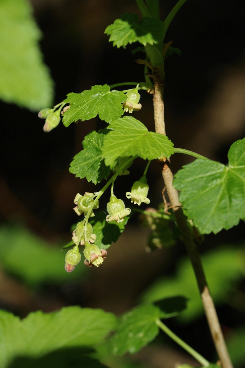 Изображение особи Ribes nigrum.