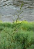 Artemisia campestris