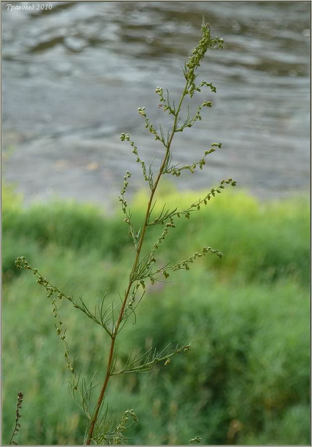 Изображение особи Artemisia campestris.