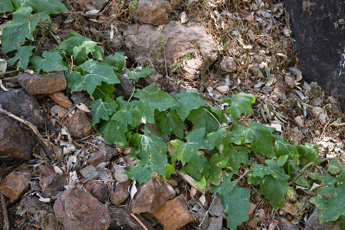 Image of Bryonia alba specimen.