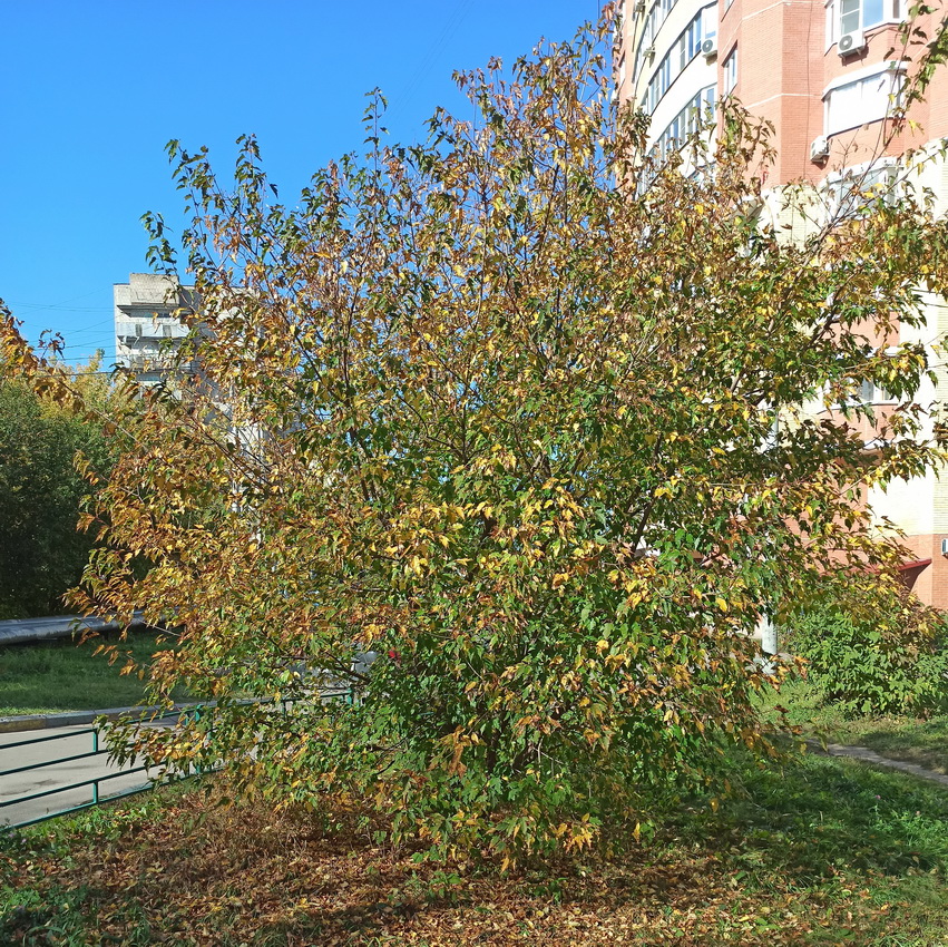 Image of Acer ginnala specimen.