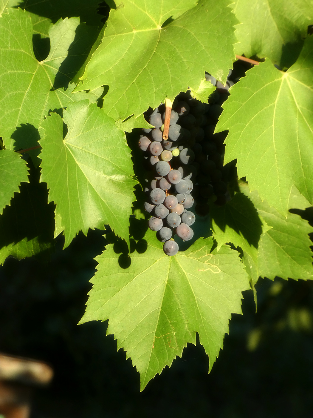 Image of Vitis × bacoi specimen.