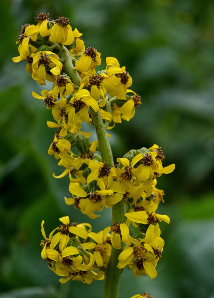 Изображение особи Ligularia alpigena.