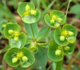 Euphorbia borodinii