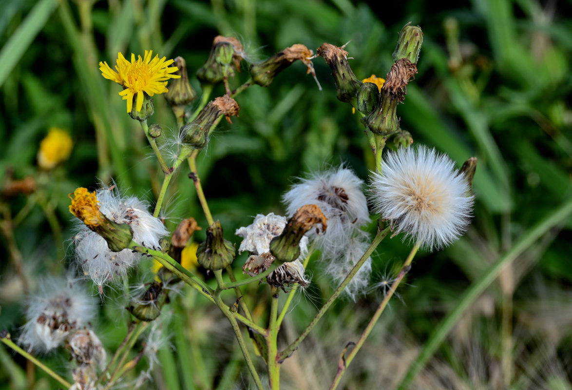 Image of Sonchus arvensis specimen.