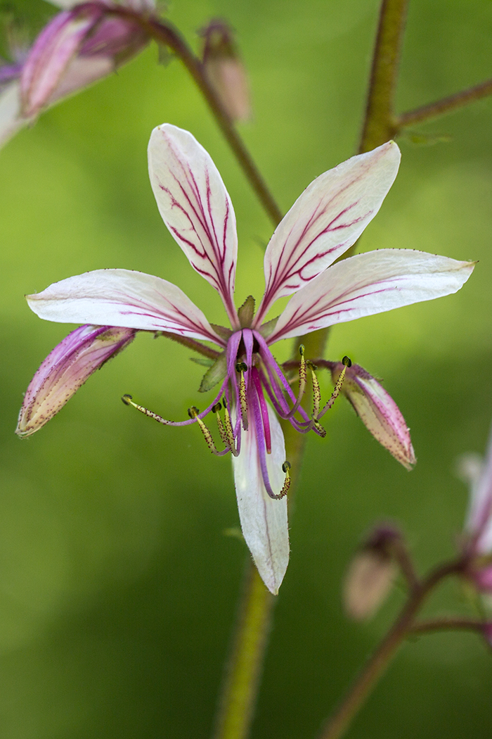 Image of Dictamnus caucasicus specimen.