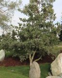 Pinus parviflora. Взрослое дерево с шишками. Краснодар, парк \"Краснодар\", Японский сад, в культуре. 01.01.2024.