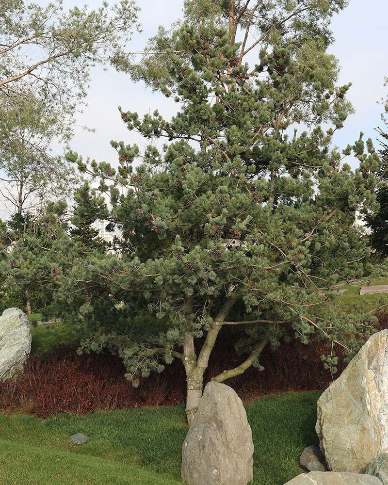 Image of Pinus parviflora specimen.