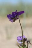 Viola maritima