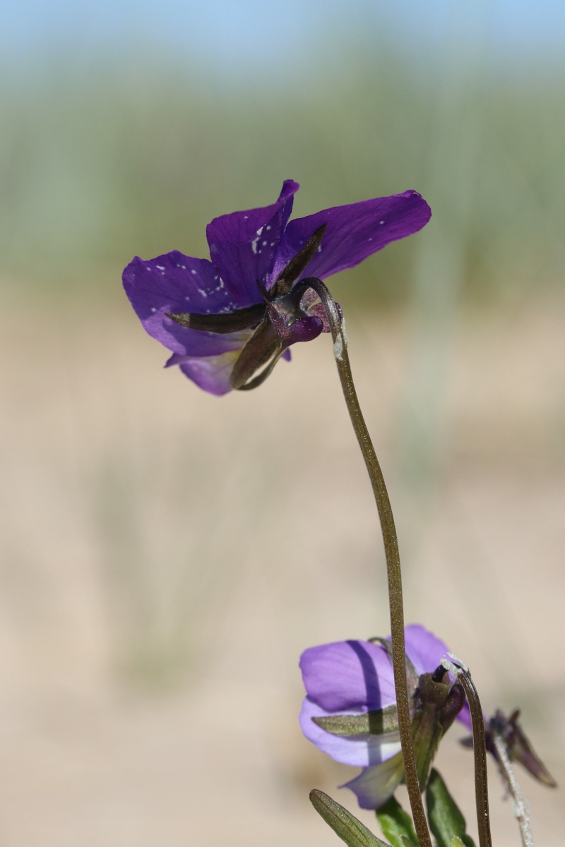 Изображение особи Viola maritima.