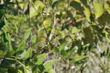 семейство Fabaceae. Верхушка побега с развивающимися соцветиями. Вьетнам, провинция Кханьхоа, г. Нячанг, гора Co Tien (Angel Mountain), склон с травяно-кустарниковой растительностью. 08.09.2023.