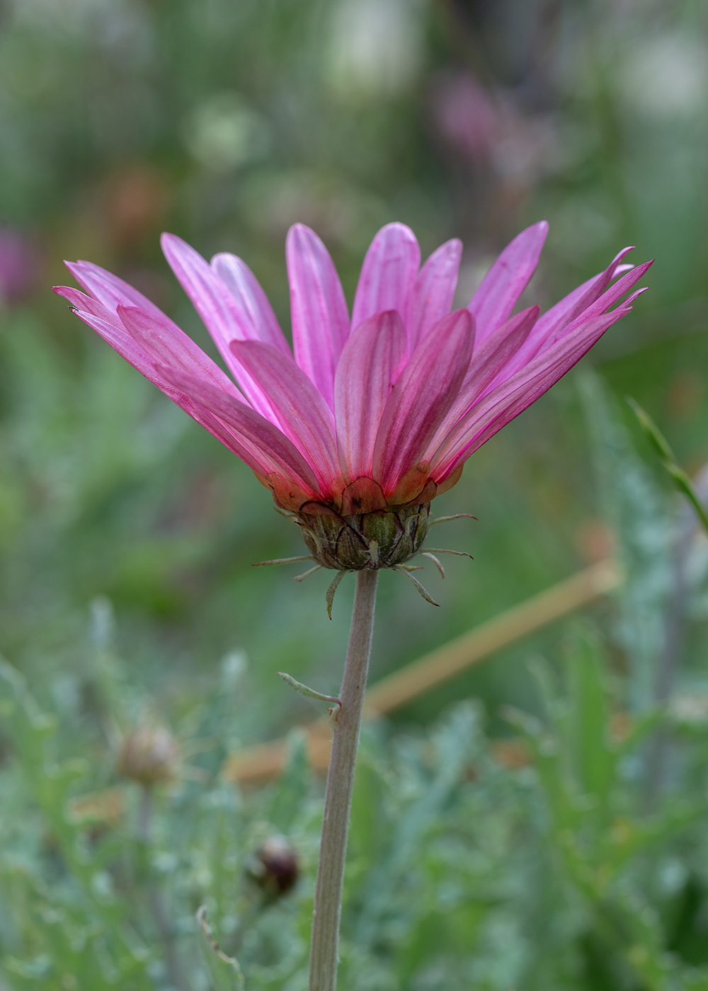 Изображение особи Arctotis hybrida.