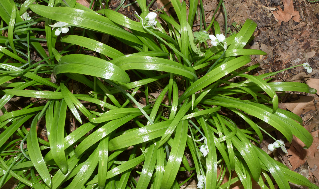 Изображение особи Allium paradoxum.