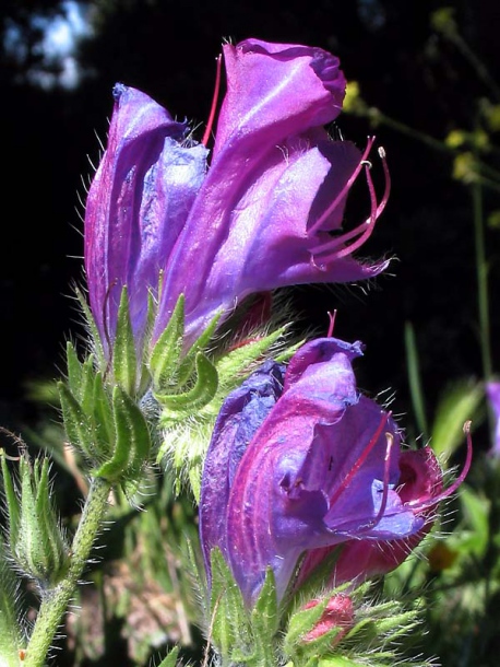 Image of Echium plantagineum specimen.