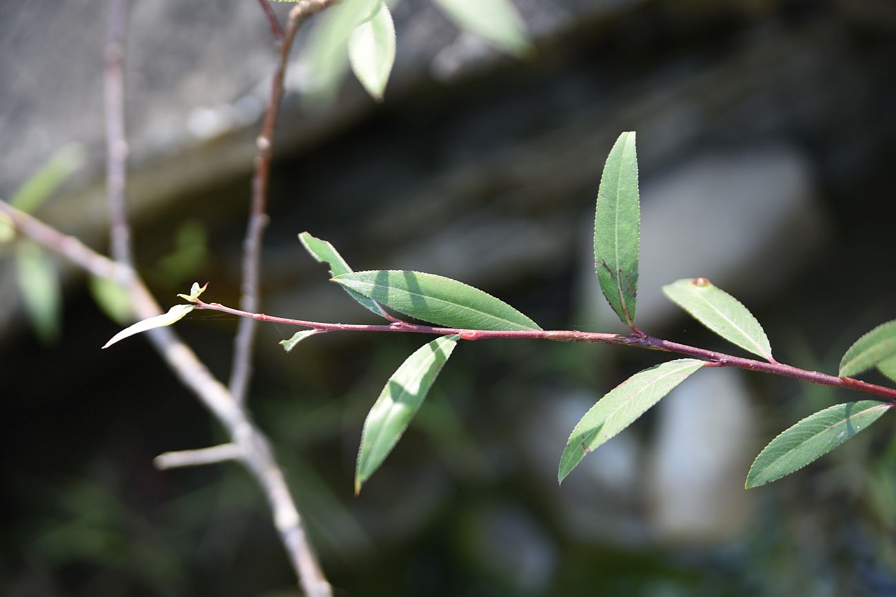 Image of Salix elbursensis specimen.